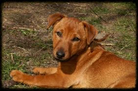 Hond
